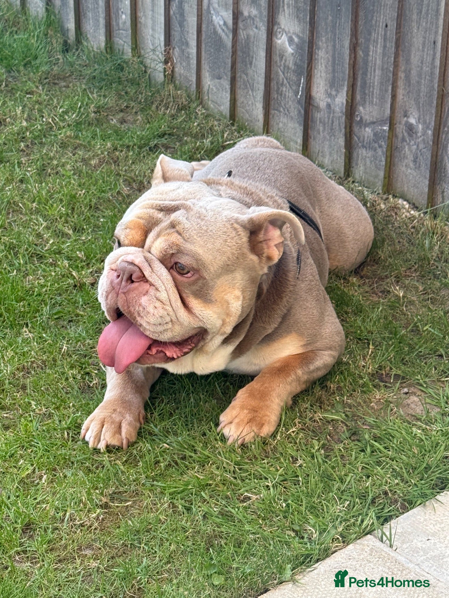 English Bulldog dogs Tyson AKA rocketman  - Advert 1