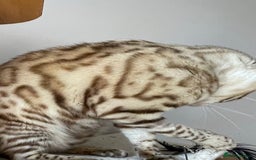 Bengal cats for sale: Beautiful Bengal boy - Image 21