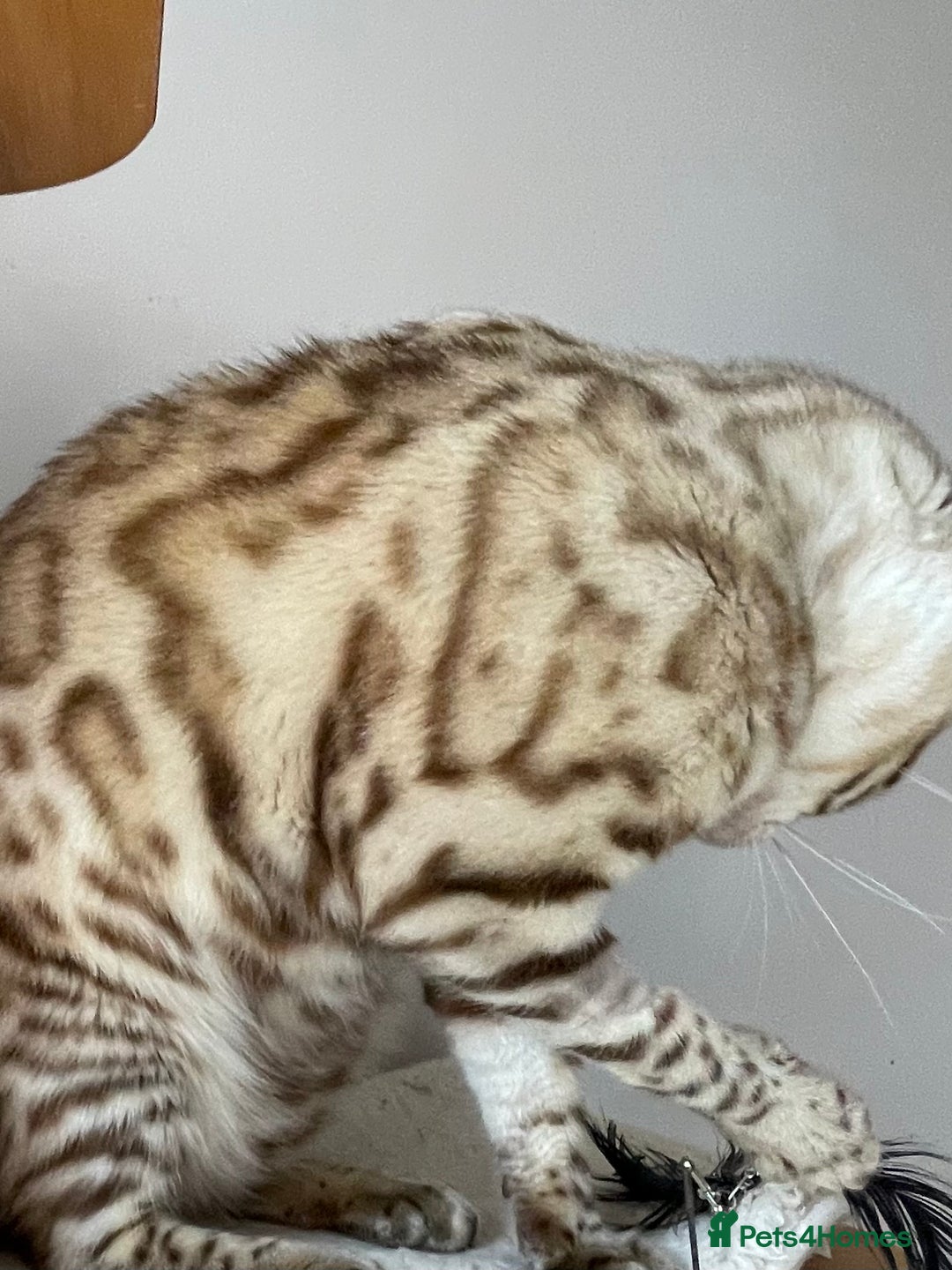 Bengal cats for sale: Beautiful Bengal boy - Image 21