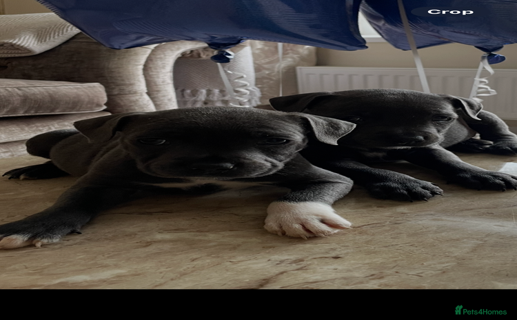 Staffordshire Bull Terrier dogs - Advert 3