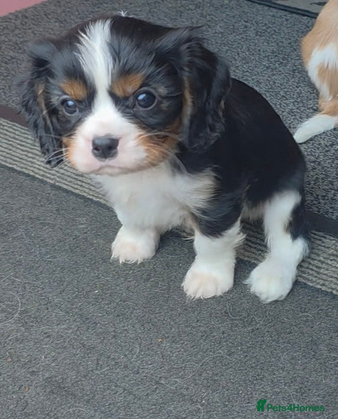 Cavalier King Charles Spaniel dogs Gorgeous Cavalier King Charles Puppies - Advert 14