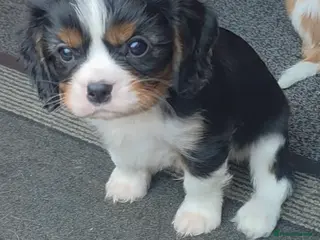 Cavalier King Charles Spaniel dogs Gorgeous Cavalier King Charles Puppies - Advert 14
