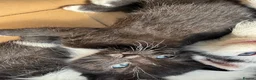 Mixed Breed cats for sale: 4 adorable kittens available to be rehomed - Advert 4