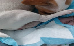 Jack Russell dogs for sale: Jack Russell  puppies for sale  - Image 8