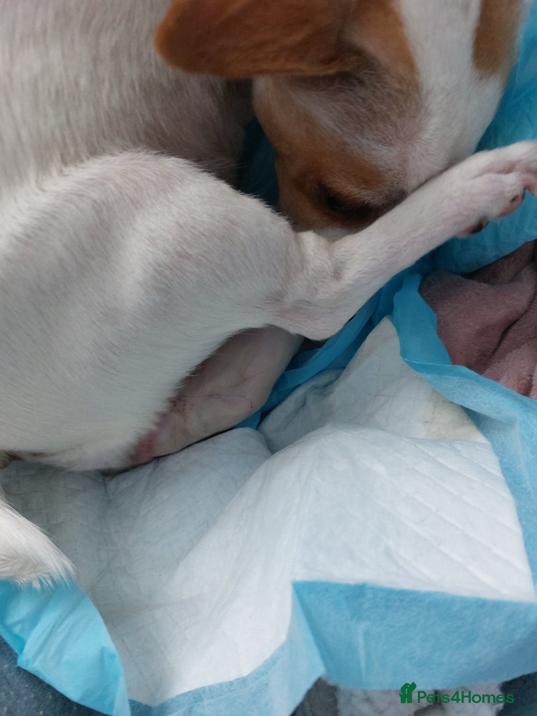 Jack Russell dogs for sale: Jack Russell  puppies for sale  - Image 8