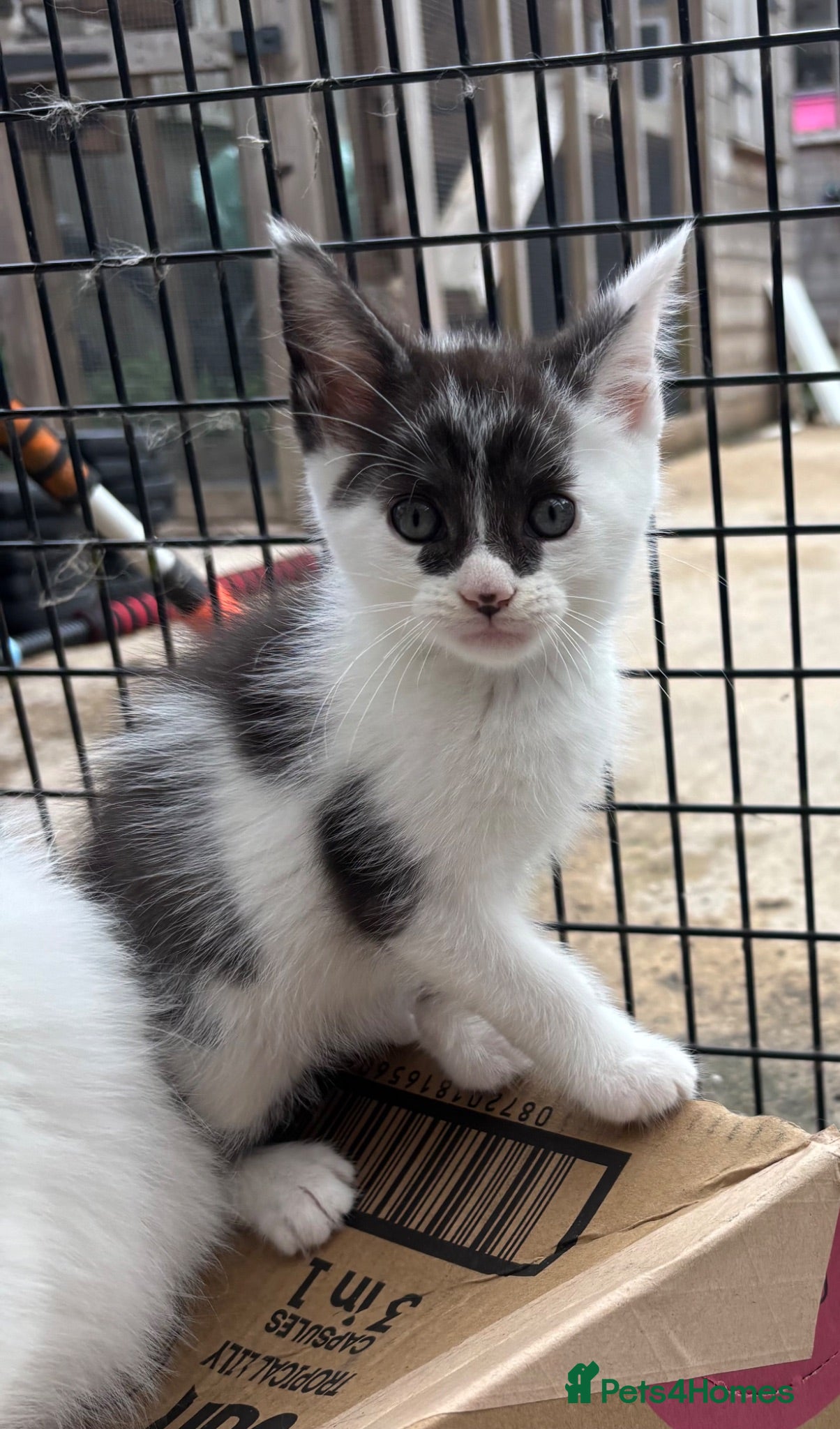 Mixed Breed cats MAINE COON CROSS KITTENS  - Advert 1