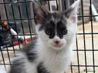 Mixed Breed cats MAINE COON CROSS KITTENS - Advert 1