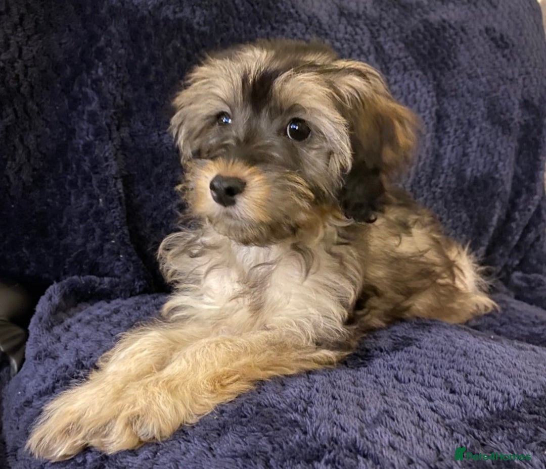 Cockapoo dogs for sale: Tri Colour Cockapoo - Image 5