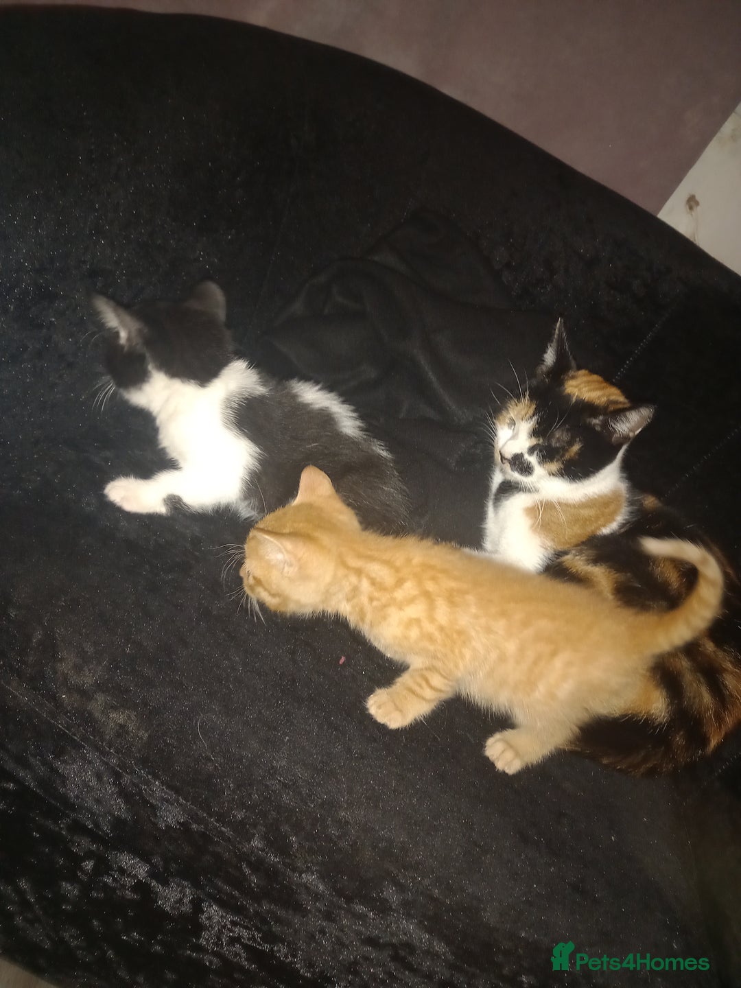 Mixed Breed cats for sale: Kittens looking for their forever loving Home - Advert 13