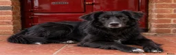 Mixed Breed dogs for sale: Border Collie x Golden Retriever Temperament Bred - Advert 4