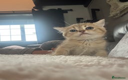 British Shorthair cats for sale: 1 BSH colour point & 4 rainbow BSH Chinchillas - Image 15