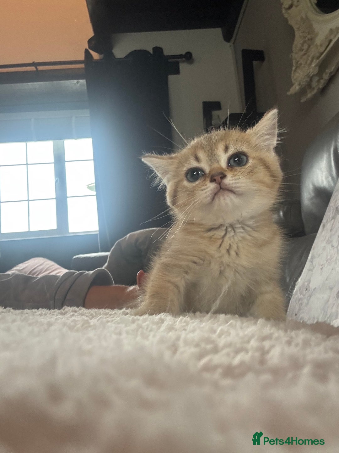 British Shorthair cats for sale: 1 BSH colour point & 4 rainbow BSH Chinchillas - Image 15