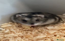 Hamster rodents for sale: Beautiful dwarf hamster  - Image 2