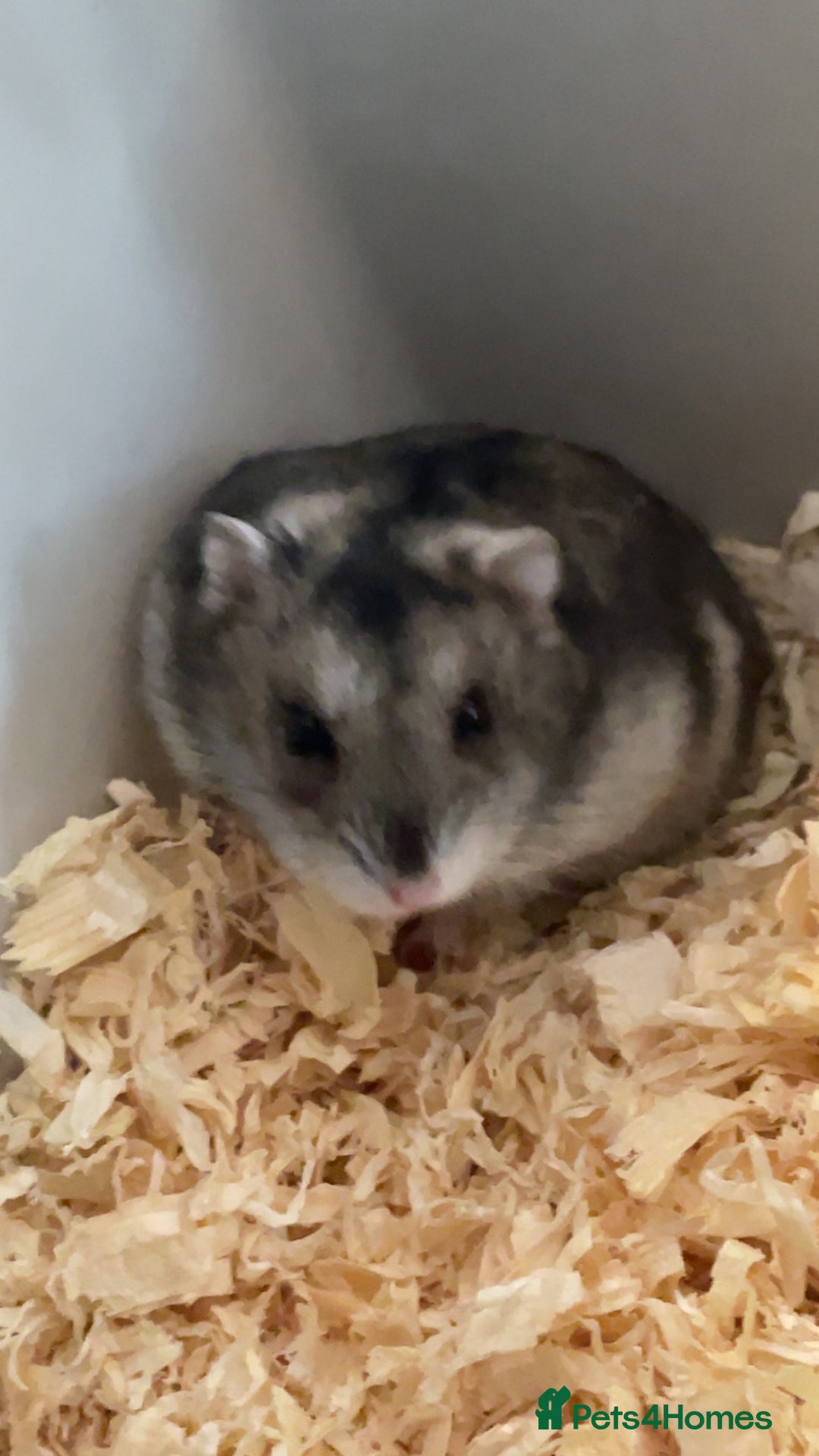 Hamster rodents for sale: Beautiful dwarf hamster  - Image 2