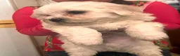 Maltese dogs for sale: Maltese puppies in Wellingborough - Advert 5