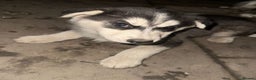 Siberian Husky dogs for sale: Husky puppy's  - Advert 16