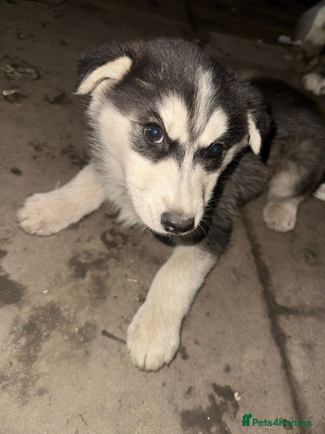 Siberian Husky dogs for sale: Husky puppy's  - Advert 16