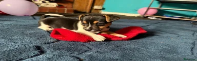 Jack Russell 4