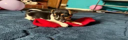 Jack Russell dogs for sale: Four Charming Jack Russells Ready to Bring Joy - Advert 4