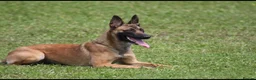 Belgian Shepherd Dog dogs for sale: Elite Female Malinois – Fully Vaccinated  - Advert 2