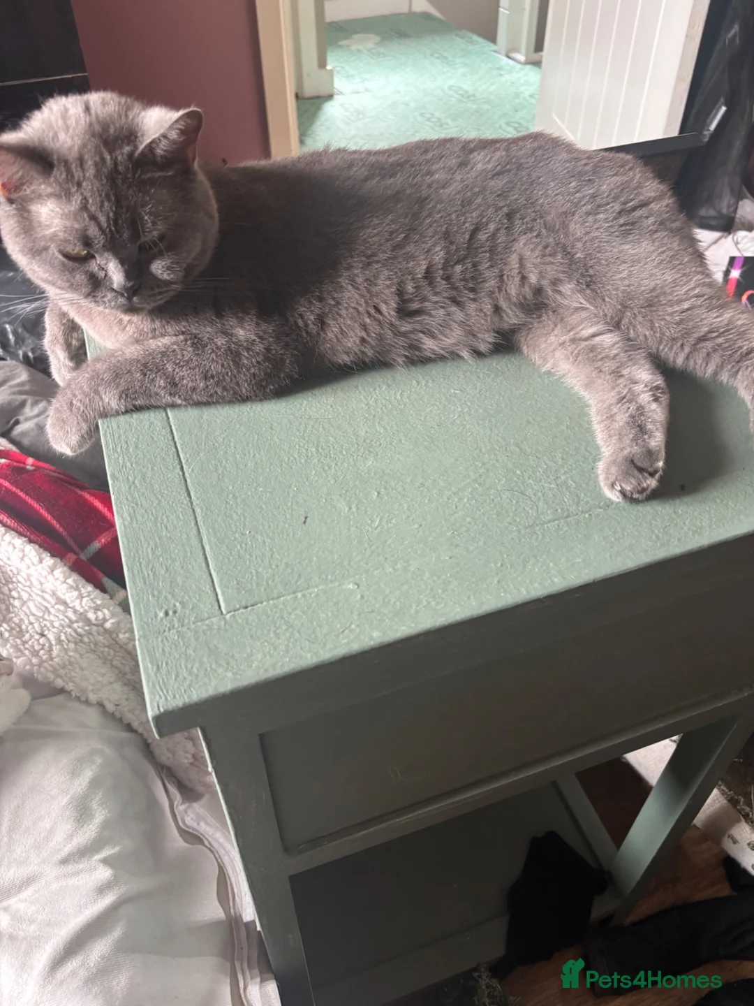 British Shorthair cats for sale: British blue cat - Advert 2