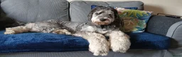 Bernedoodle dogs for sale: Mini Bernedoodle puppies due in 3 weeks - Advert 4