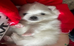 Pomeranian dogs for sale: Beautiful ** Pomeranian puppies  - Image 8