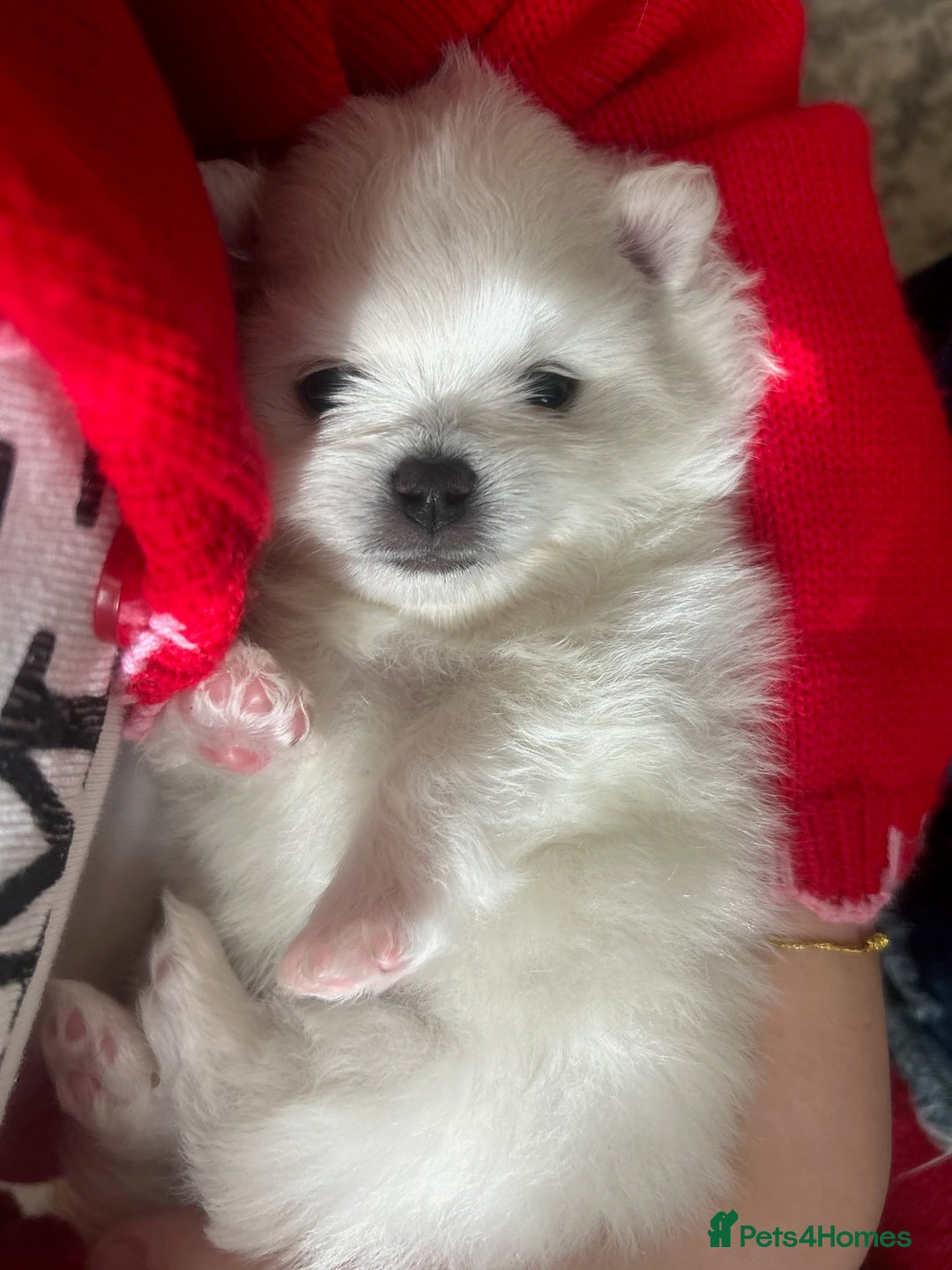 Pomeranian dogs for sale: Beautiful ** Pomeranian puppies  - Image 8