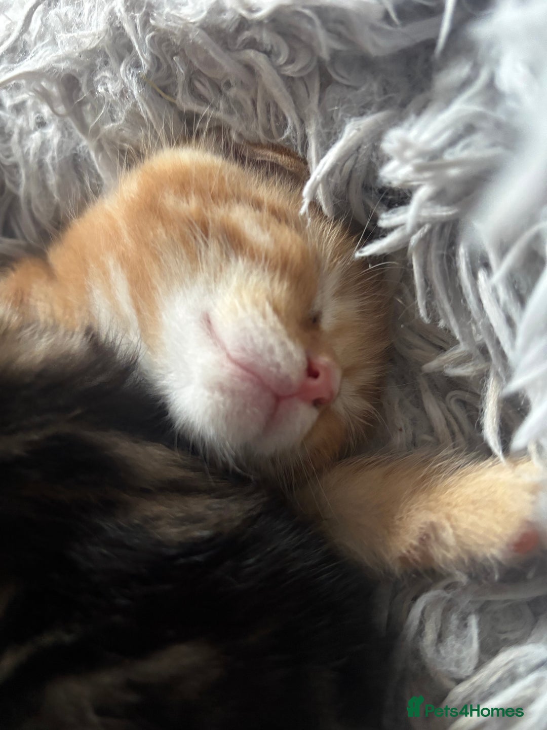 Mixed Breed cats for sale: 4 gorgeous kittens - Image 17