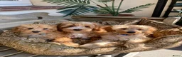Cavapoochon dogs for sale: Gorgeous F1b Cavapoochon puppies - Advert 12