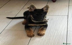 German Shepherd dogs for sale: 14 week old german shepherd puppy - Image 2