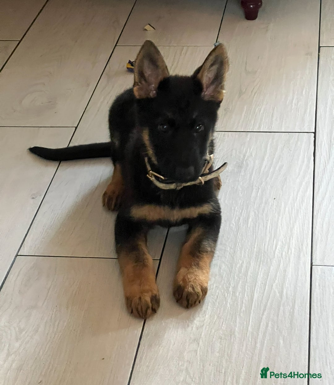 German Shepherd dogs for sale: 14 week old german shepherd puppy - Image 2