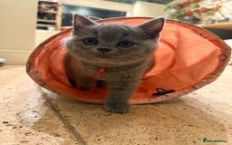 British Shorthair cats for sale: GCCF British Blue Kittens - Ready for  **   **  - Image 13