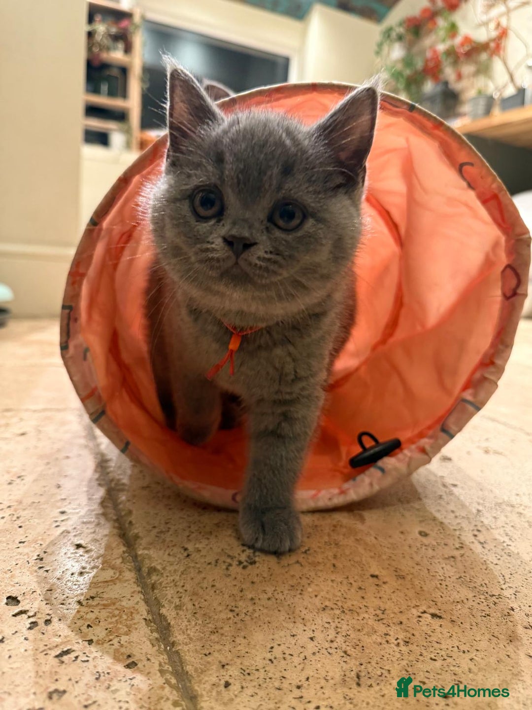 British Shorthair cats for sale: GCCF British Blue Kittens - Ready for  **   **  - Image 13