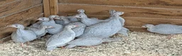 Turkeys poultry for sale: Lavender Guinea Fowl  - Advert 1