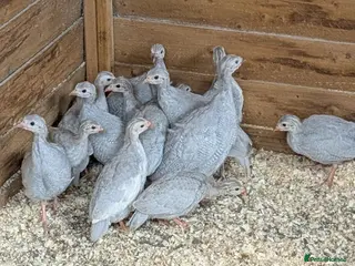 Turkeys poultry Lavender Guinea Fowl - Advert 4