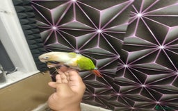 Conures birds for sale: 2 Hand-Reared Baby Conures for Sale🦜🦜 - Image 2