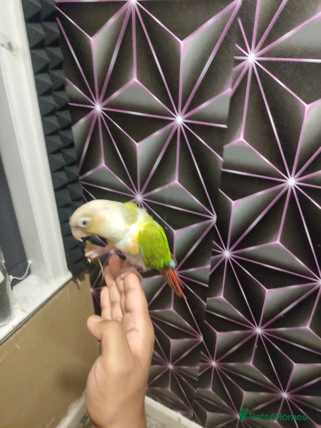 Conures birds for sale: 2 Hand-Reared Baby Conures for Sale🦜🦜 - Image 2