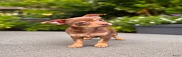 Chihuahua dogs for sale: Beautiful chocolate and tan boy - Advert 4