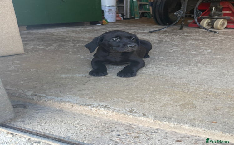 Labrador Retriever dogs - Advert 6