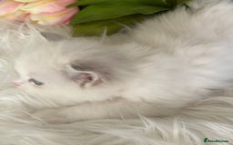 Ragdoll cats for sale: Beautiful pedigree kittens, show quality 💎❤️💎 - Image 25