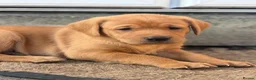 Labrador Retriever dogs for sale: Exceptional Labrador puppies  - Advert 16