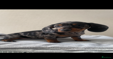 Miniature Dachshund dogs - Advert 9
