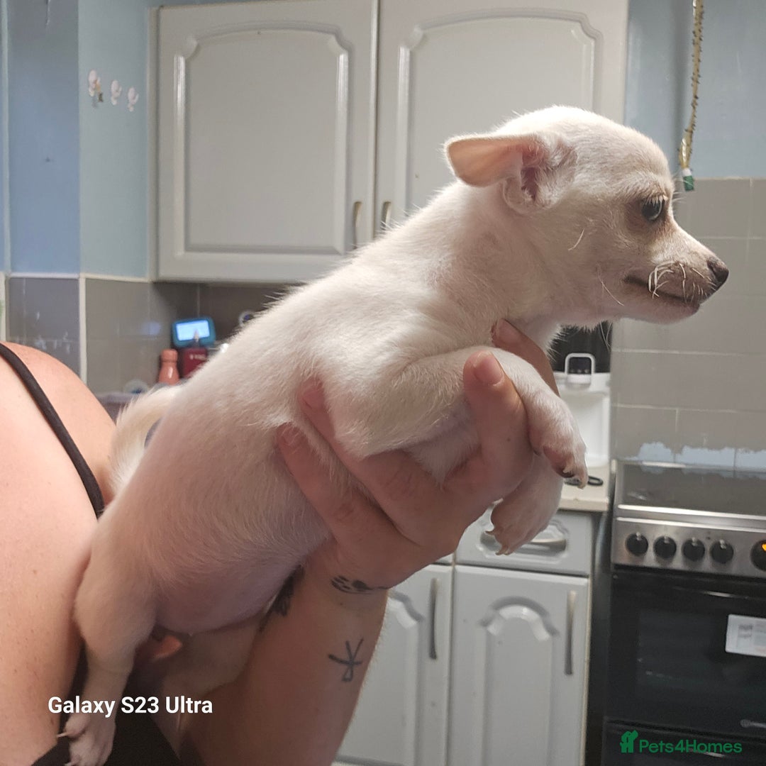 Pomchi dogs for sale: 1 boy and 1 girl left reduced ready now - Image 3