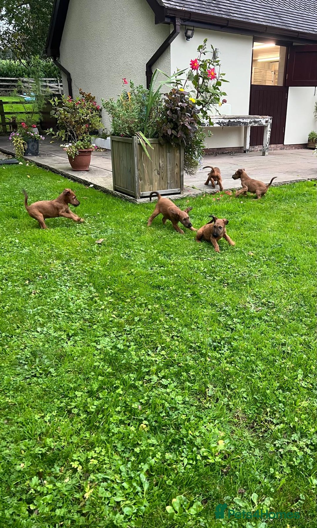 Irish Terrier dogs for sale: BEAUTIFUL KCREGISTERED, CHAMPION, IRISH TERRIERS - Image 6
