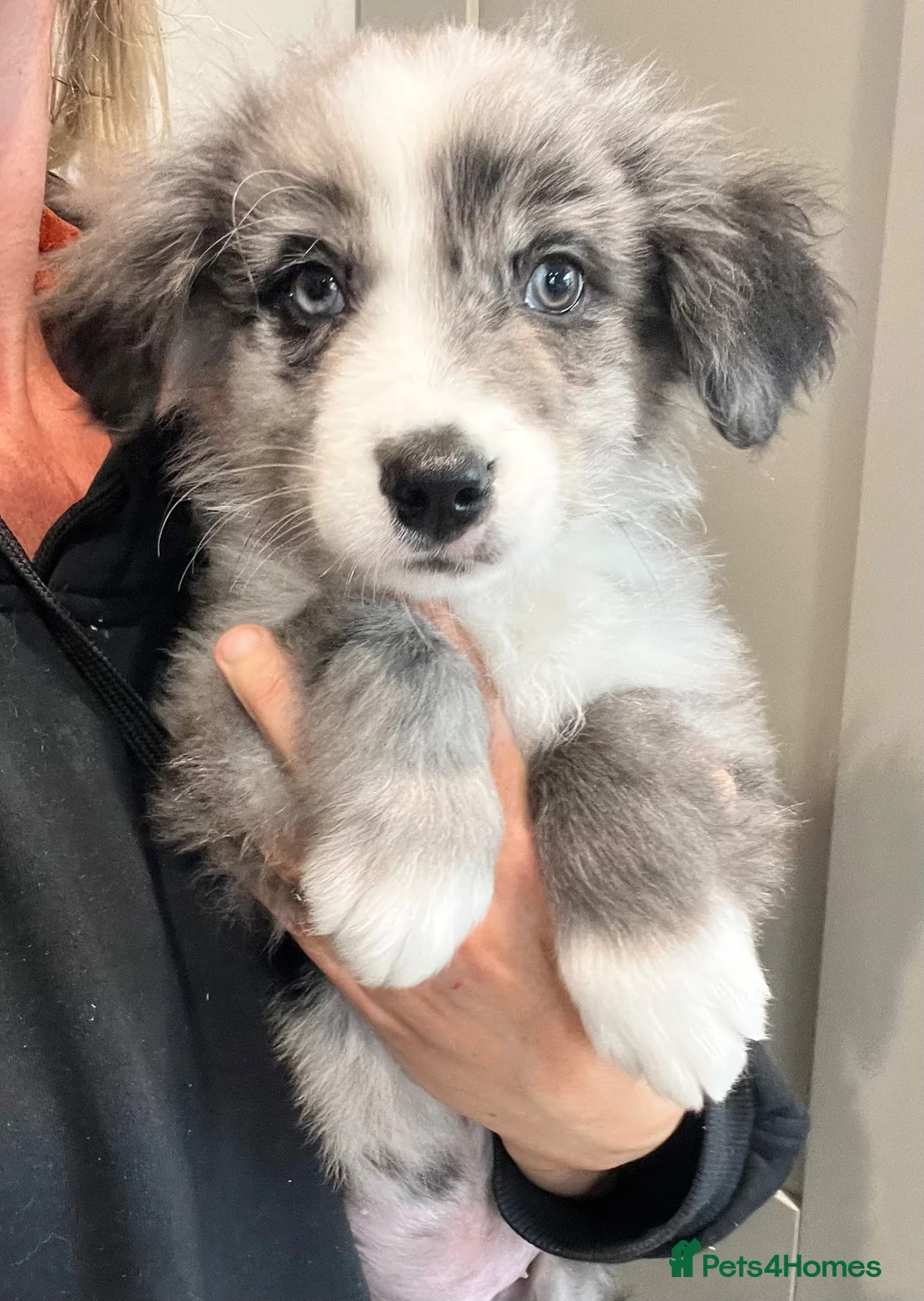 Bernese Mountain Dog dogs for sale: Beautiful Bordernese Puppies - Advert 1
