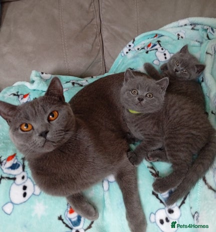 British Shorthair cats - Advert 2