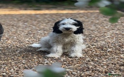 Cockapoo dogs for sale: PRICE REDUCED - READY NOW Chunky Parti Cockapoos in Milton Keynes - Image 2