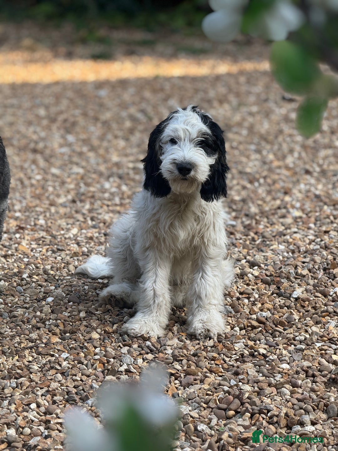 Cockapoo dogs for sale: PRICE REDUCED - READY NOW Chunky Parti Cockapoos in Milton Keynes - Image 2