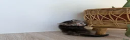 Mixed Breed cats for sale: *3 left* 4 STUNNING kittens for sale - Advert 4
